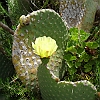 188 Overal vind je deze mooie cactusbloemen